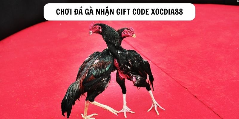 Nhận Gift Code Xocdia88 siêu khủng khi chơi đá gà